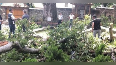 Изрображение 'В Азербайджане 19 человек пострадали от падения ветви 500-летней чинары (видео)'
