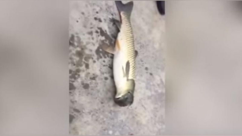 Изрображение 'КИТАЙСКИЙ РЫБАК ВЫЛОВИЛ РЫБУ С ГОЛОВОЙ ГОЛУБЯ (ВИДЕО)'