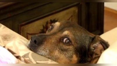 Изрображение 'В Самарканде собака нашла выброшенного младенца и спасла его (видео)'