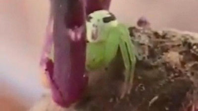 Изрображение 'Паука с человеческим лицом обнаружили в Китае (видео)'