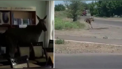 Изрображение 'Интеллигентный лось залез в библиотеку казахстанского колледжа (видео)'