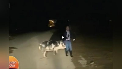 Изрображение 'Видео: свинья напала на греческого журналиста в прямом эфире'