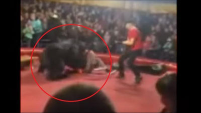 Изрображение 'В Карелии медведь напал на дрессировщика во время представления (видео, 18+)'