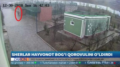 Изрображение 'КАМЕРЫ СНЯЛИ ПОСЛЕДНИЕ МИНУТЫ ЖИЗНИ ОХРАННИКА, РАСТЕРЗАННОГО ЛЬВАМИ В АНДИЖАНЕ'