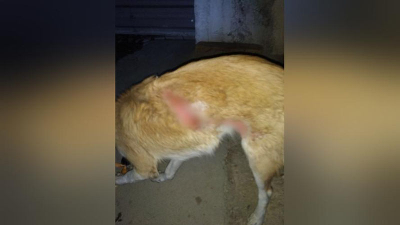 Изрображение 'В Ташкенте зоозащитники добились увольнения охранника, вылившего кипяток на собаку'