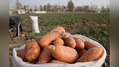 Изрображение 'Минсельхоз: цены на морковь достигли оптимального минимума'