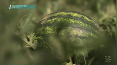 Изрображение 'В Узбекистане созрел первый урожай арбузов'