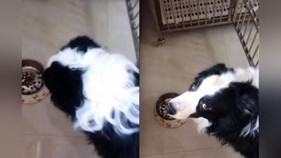 Изрображение 'Реакция собаки на жадность хозяйки развеселила Сеть (видео)'