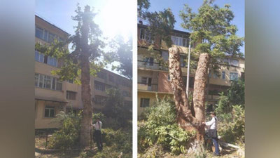 Изрображение 'Госкомэкологии: Дарханские дровосеки нанесли ущерб в 86 млн сумов'