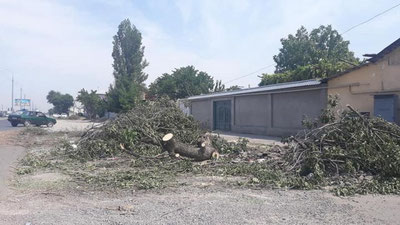 Изрображение 'Опубликован проект Постановления, вводящий мораторий на вырубку деревьев'