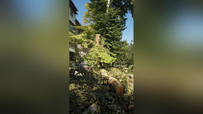 Изрображение 'В Ташкенте высадят 55 тысяч саженцев чинар, дубов и ясеней'