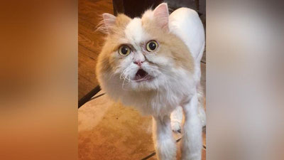 Изрображение 'Кот-"старичок" стал звездой в сети (видео)'