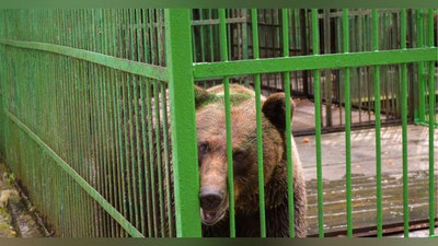 Изрображение 'Медведь напал на работника зоопарка в Андижане (видео)'