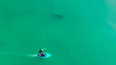 Изрображение 'Серферы в США прокатились с акулами и выжили (видео)'
