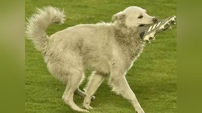 Изрображение 'Веселый пес с бутсой в зубах стал звездой футбольного матча (видео)'