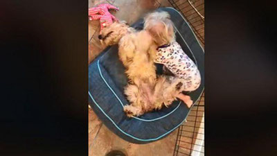 Изрображение 'Пять миллионов пользователей пришли в умиление от видео с ребенком и собакой'