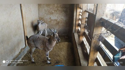 Изрображение 'Житель Сурхандарьи держал у себя дома редких животных'