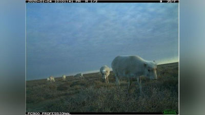 Изрображение 'В фотоловушки заказника «Сайгачий» попали сайгаки редкой популяции'