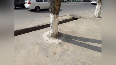 Изрображение 'В Юнусабадском районе нашли деревья, "закатанные" в асфальт (фото)'