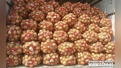 Изрображение 'В Узбекистане вырастили лука больше, чем нужно внутреннему рынку: куда денут излишки?'