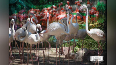 Изрображение 'В Ташкентском зоопарке появились новые обитатели (видео)'