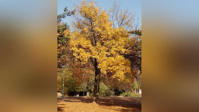 Изрображение 'На неделе синоптики прогнозируют похолодание в Узбекистане'