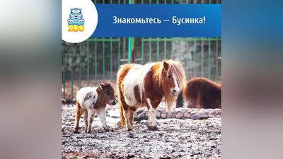 Изрображение 'Ташкентский зоопарк с помощью пользователей соцсетей выбрал имя для маленькой пони'