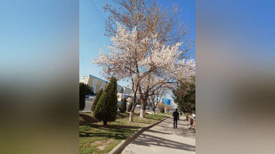 Изрображение 'Аномальная жара в феврале побила абсолютные рекорды в Узбекистане'