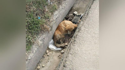 Изрображение 'В Ташкенте стреляли в бездомную собаку: зоозащитники и ветеринары борются за её жизнь.'