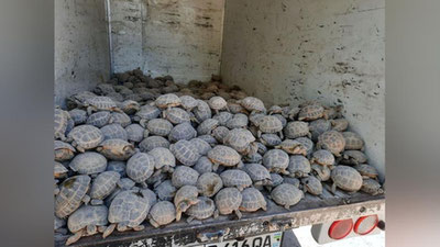 Изрображение 'Из Кашкадарьи пытались вывезти около 700 степных черепах (видео)'