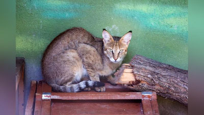Изрображение 'В столичном зоопарке рассказали о судьбе камышовой кошки, прибывшей из Навои'