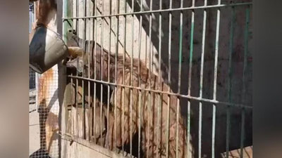 Изрображение 'Ситуацию с нукусским зоопарком, где животные мучаются от жары, взяли под контроль'