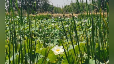 Изрображение 'Узгидромет пообещал комфортную погоду на выходные дни'