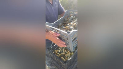 Изрображение 'В Самаркандской области задержали нарушителя, занимавшегося незаконной ловлей ракообразных'