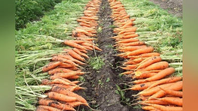 Изрображение 'Узбекистан увеличил экспорт моркови с начала года'