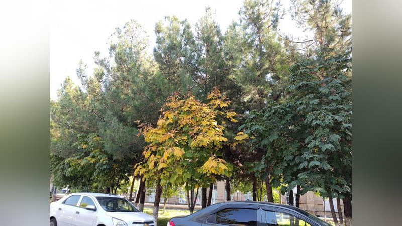 Изрображение 'В Узбекистане до +27: погода на 19 октября'
