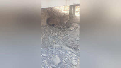 Изрображение 'Рысь решила остаться на предприятии в Ургуте: работники вызвали экологов'