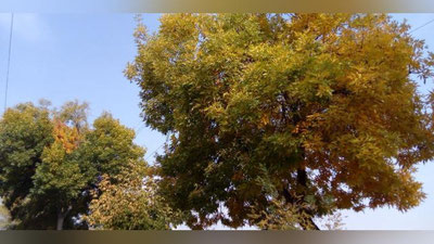 Изрображение 'Во второй половине недели в Узбекистане потеплеет'