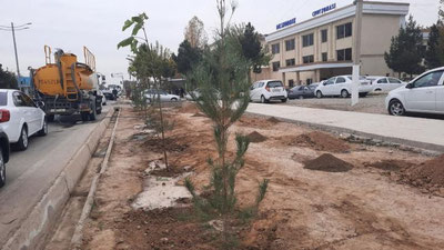 Изрображение '"Ударные 40 дней": сколько деревьев высадят в Намангане, Самарканде и Кашкадарье?'