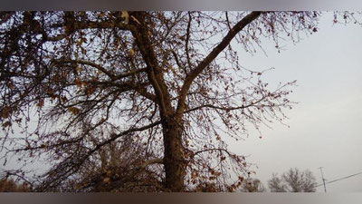 Изрображение 'В Ташкенте +2, возможен снег: погода на 14 декабря'