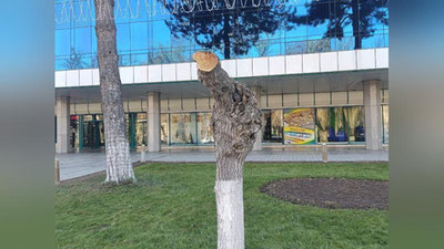 Изрображение 'С 1 марта в Узбекистане стартует «Зеленый год»'