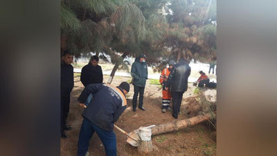 Изрображение 'Покушения на сосны у метро "Шахристон" продолжаются: возбуждено уголовное дело'