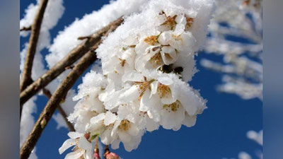 Изрображение 'Оперативные группы созданы в поддержку аграриев Узбекистана в период заморозков'