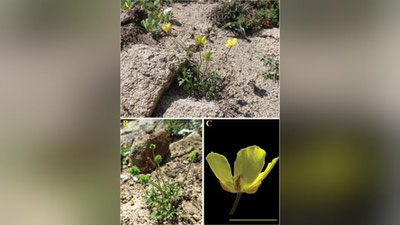 Изрображение 'На юге Узбекистана обнаружили новый вид цветка'