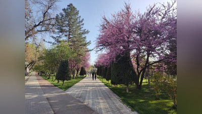 Изрображение 'В Ташкенте воздух прогреется до +28: погода на 7 апреля'