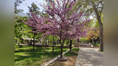 Изрображение 'В Ташкенте воздух прогреется до +31: погода на 14 апреля'