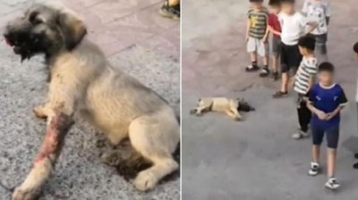 Изрображение 'В Ташкенте мужчина избил щенка на глазах у детей: агрессора ищут'