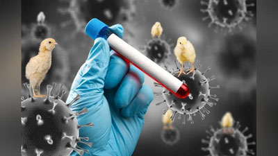 Изрображение 'Ребенок в Китае заразился птичьим гриппом H3N8'