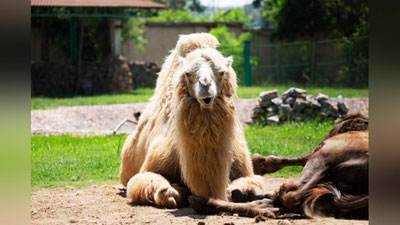 Изрображение 'В Ташкентском зоопарке не смогли подтвердить злой умысел мужчины, выдравшего клок шерсти у верблюда'