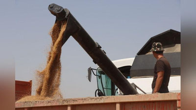 'Қашқадарё вилояти давлатга дон сотиш шартномавий режасини бажарди'ning rasmi